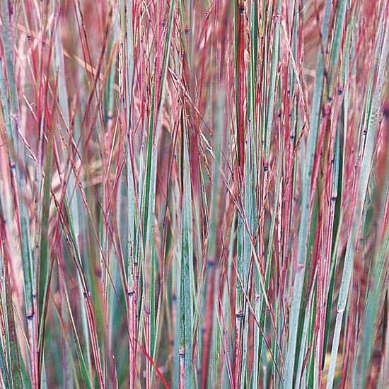 LowMaintenance Ornamental Grasses Great for Colorado Landscapes