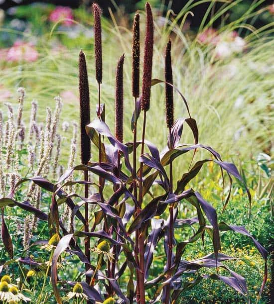 LowMaintenance Ornamental Grasses Great for Colorado Landscapes