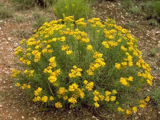 How To Design A Drought Tolerant Landscape Lifescape Colorado