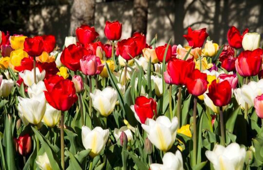Plant bulbs this fall for colorful spring blooms.