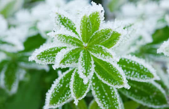 Protect your home and landscape with proper winterization