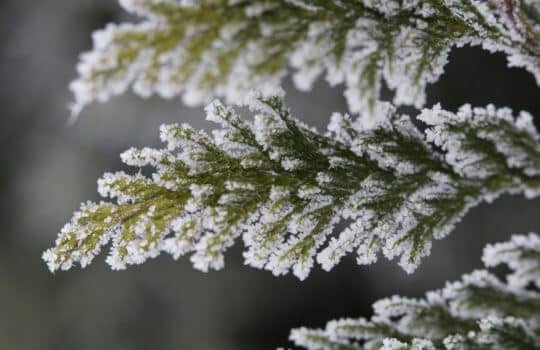 Cold weather care for Trees and Shrubs: Anti-Desiccants and Winter Watering