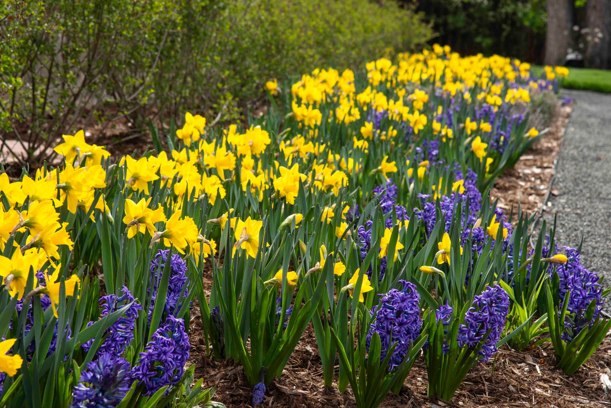 landscaping trends landscaping trends