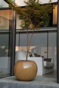 modern_japanese_maple_acer_pot