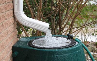 3 Go Green Tips for your Garden