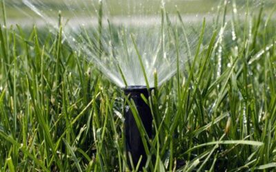 How to Effeciently Water your Yard