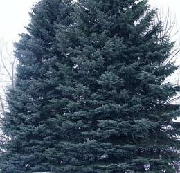 The Colorado Blue Spruce Tree