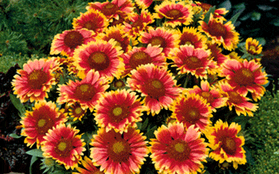 Colorado Native Plants