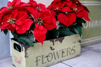 Holiday Plant: Poinsettias in the Garden