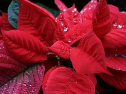 How to keep your Holiday Poinsettias healthy
