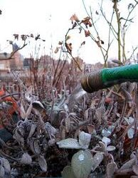 Colorado Winter Watering Tips
