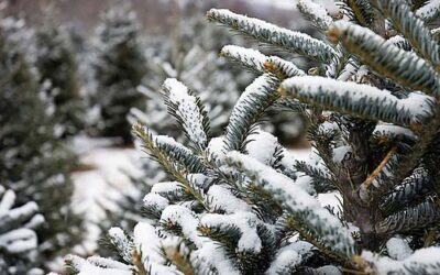 An artificial v.s. a real Christmas tree:Which is more sustainable?