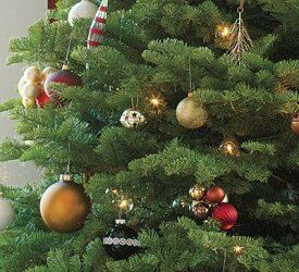 Recycling Christmas Trees in Colorado