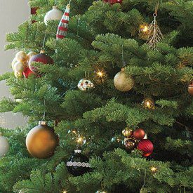 Blog Featured – Recycling Christmas Trees in Colorado