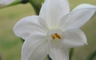 Holiday Plant: Paperwhite Narcissus