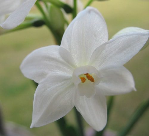 Holiday Plant: Paperwhite Narcissus