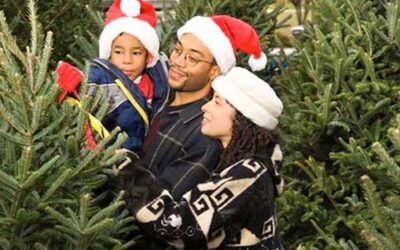 How to select and care for a real tree