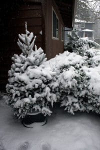 snow covered trees