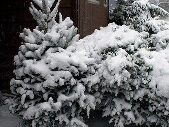 How to Protect your Trees from Snow Damage