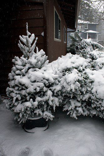 How to Protect your Trees from Snow Damage