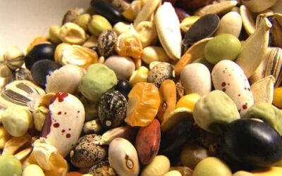How long do seeds last?