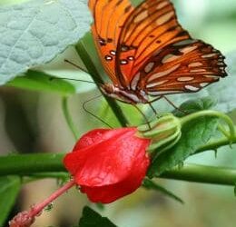 Attracting Wildlife to your Landscape