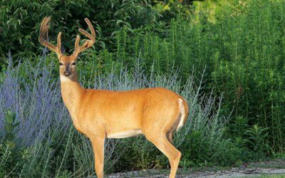 Are Deer damaging your Beautiful Gardens?