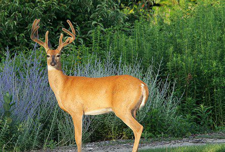 Are Deer damaging your Beautiful Gardens?
