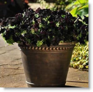 all-black-petunias-container