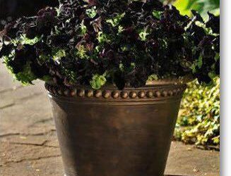 Bring Drama to the Garden with the Black Petunia