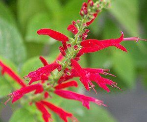 Easy-to-Grow Plants perfect for your Tea Garden