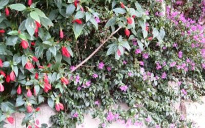 Vertical Gardening: Grow Up When you can’t Grow Out
