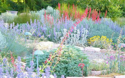 The Importance of Xeriscape