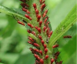 Landscaping Pests: Dealing with Aphids