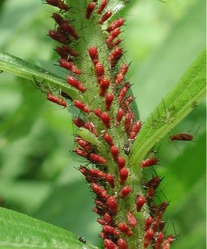 Landscaping Pests: Dealing with Aphids