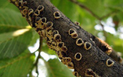 What to know about Protecting your Trees this Year