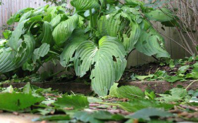 Plants can recover from hail damage