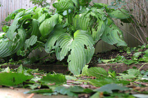 Plants can recover from hail damage