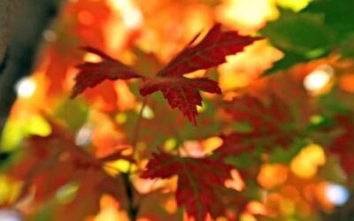 Adding a little Autumn Interest in the Landscape