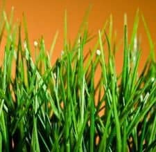 Fall Colorado Lawn Care Tips