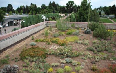 Green Roofs: A Top Design Trend of 2011