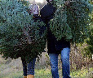 Helpful Tips on Selecting a Real Christmas Tree
