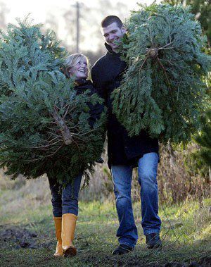 Helpful Tips on Selecting a Real Christmas Tree