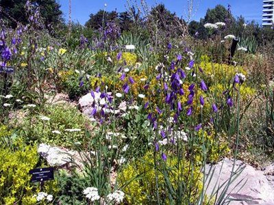 DBGWildflowers