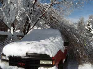 Watch out for Falling Trees!