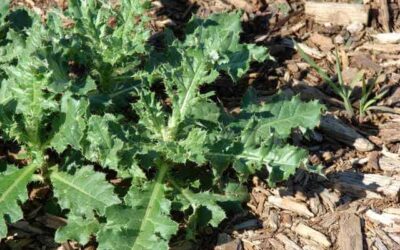 7 Weed Fighting Tips