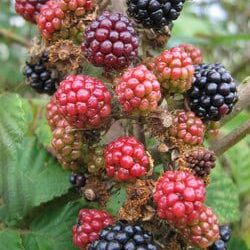 Summer Gardening Tips to put on the Calendar
