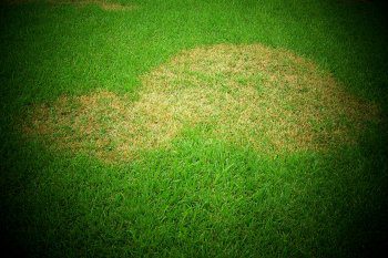 Prevent Brown Grass when Temps Soar