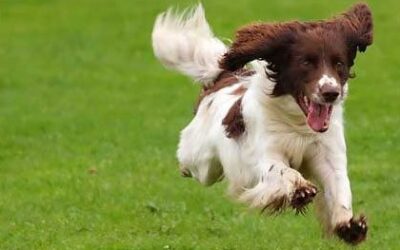 Tips to a Pet-Friendly Yard