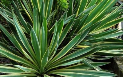 Architectural Plants that thrive during Drought